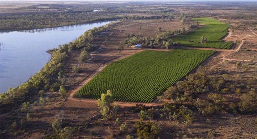 Byrne Vineyards 